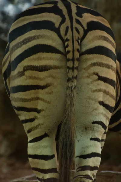 Zebra ass — Stock Photo, Image