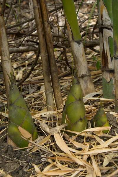 Bamboo shoot — Stock Photo, Image