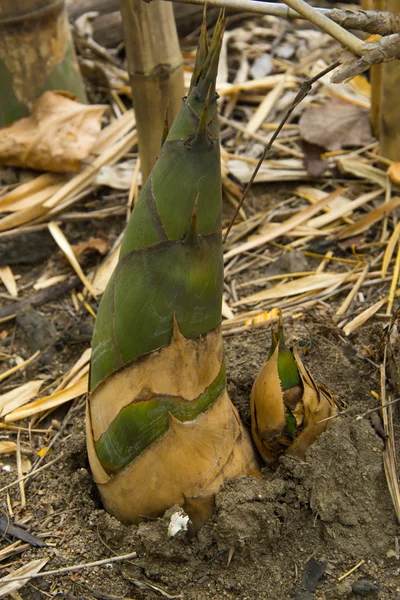 Bamboo shoot — Stock Photo, Image