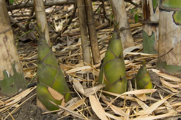 Bamboo shoot — Stock Photo, Image