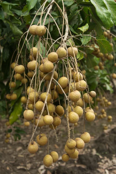 Fresh longan — Stock Photo, Image