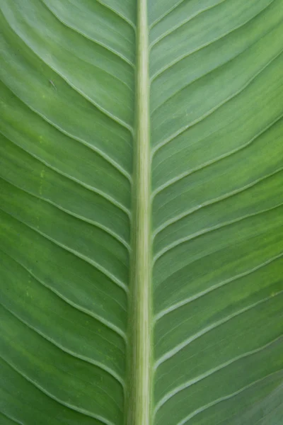 Leaf — Stock Photo, Image