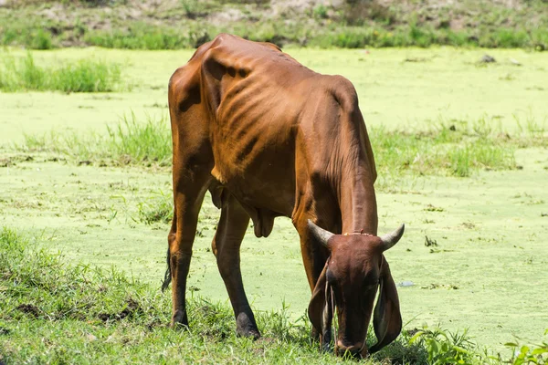 Kuh auf einem Feld — Stockfoto