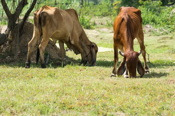 Kuh auf einem Feld — Stockfoto