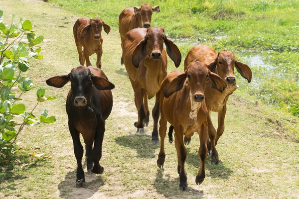 Koe in een veld — Stockfoto