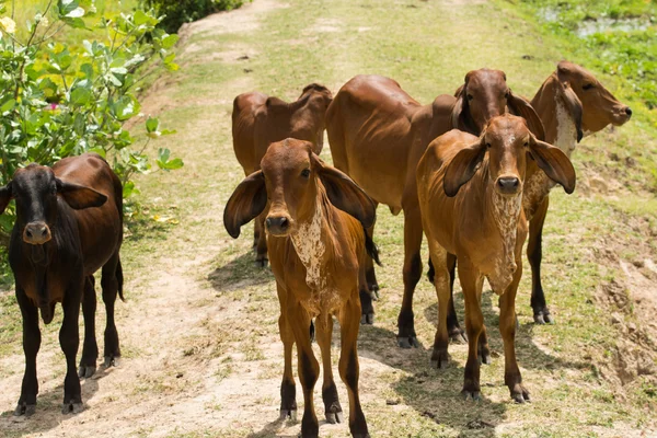 Kuh auf einem Feld — Stockfoto