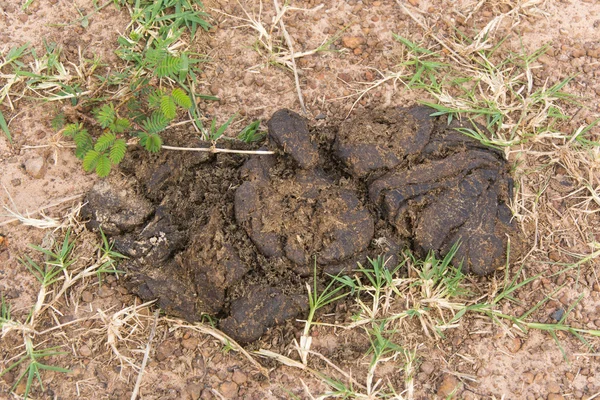 Cow dung — Stock Photo, Image