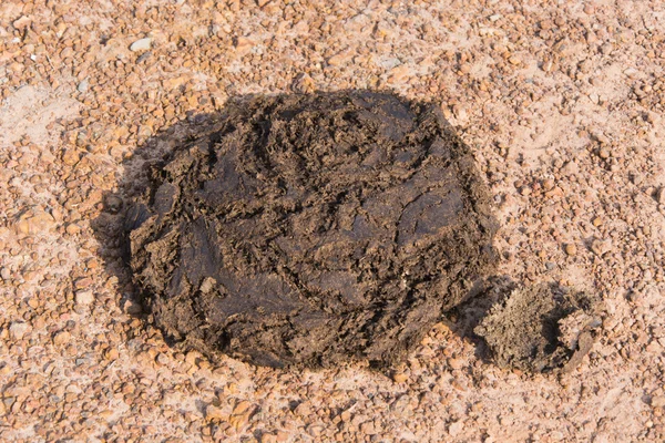 Cow dung — Stock Photo, Image