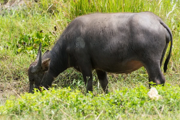 Buffels Stockfoto