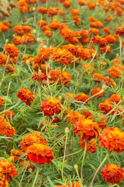 Afrika kadife çiçeği — Stok fotoğraf