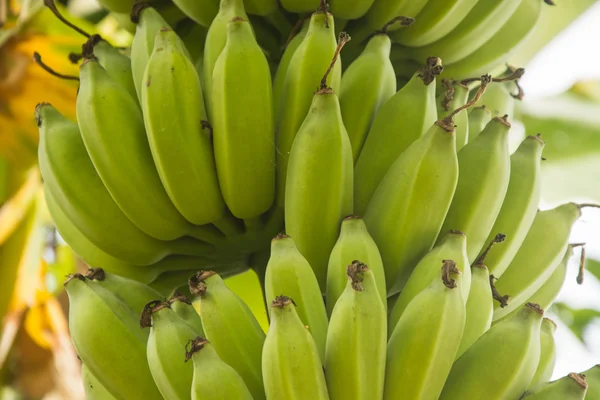 Banana — Stock Photo, Image