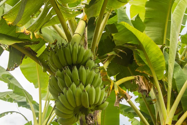 Banana — Stock Photo, Image