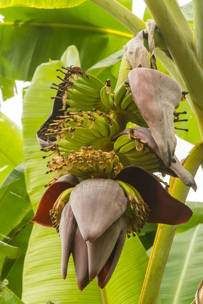 Banana blossom — Stock Photo, Image