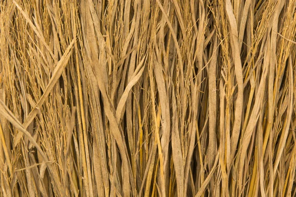 Riisipilli — kuvapankkivalokuva