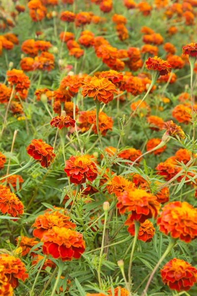 Afrikaanse Goudsbloem Stockfoto