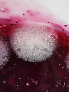 Böğürtlen jölesi üzerine küf atma.