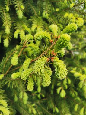 Bir ladin iğneleri yakın çekim