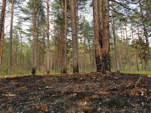Burnt Out Glade Forest Stock Photo