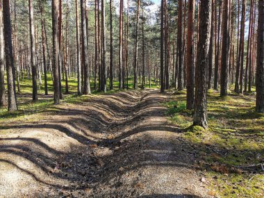 Ormanda yangın hendeği