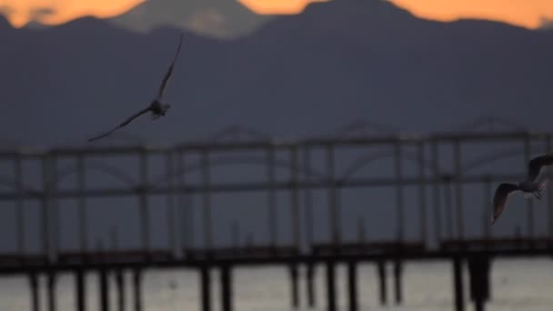 Чайка в замедленной съемке летает в оранжевом облачном небе на восходе или закате — стоковое видео