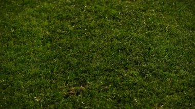 Mükemmel yeşil çimen, futbol sahası, rugby sahası, golf sahası. 