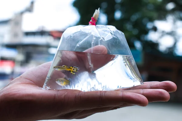 Mão Humana Segurando Saco Polietileno Transparente Com Água Tendo Dois — Fotografia de Stock