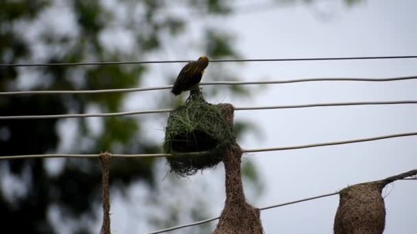 Gelbwebervogel Baut Sein Nest Stromleitung — Stockvideo