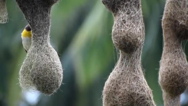 Baya Wever Bouwt Zijn Nest Tijdens Regenseizoen — Stockvideo