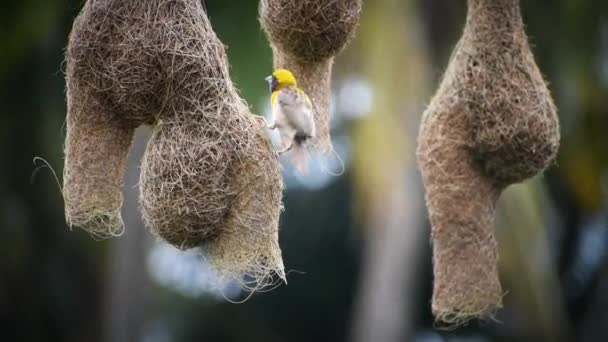 Baya Webervogel Sitzt Auf Seinem Nest Und Zwei Vogelnester Hintergrund — Stockvideo