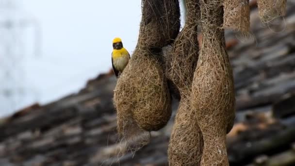 Baya Weaver Building Nest Rainy Season — Stok video
