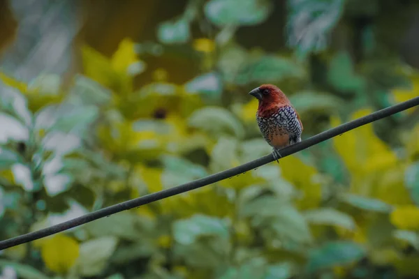 Munia Poitrine Écailleuse Oiseau Assis Sur Câble Ayant Règle Troisième — Photo