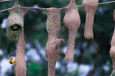 Baya dokumacı kuşu yuvasında oturmuş elektrik tellerine asılıydı..