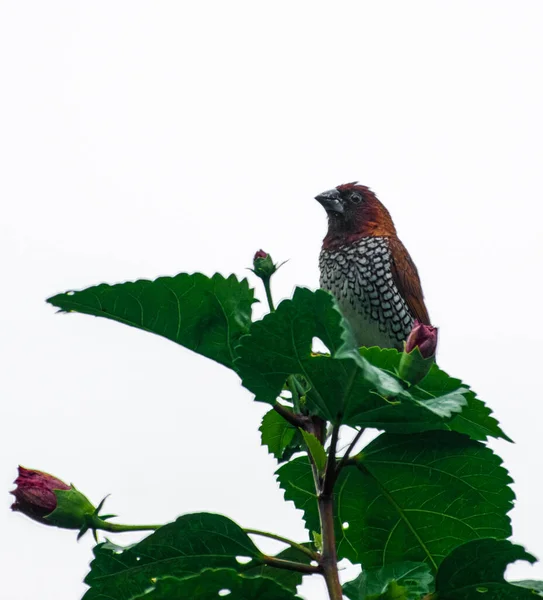 Schuppenbrüste Munia Vogel Sitzt Auf Der Spitze Des Baumblattes — Stockfoto