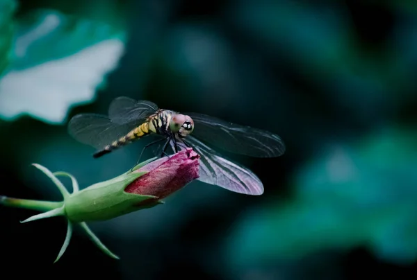 Dragão Voar Descansando Sobre Flor — Fotografia de Stock