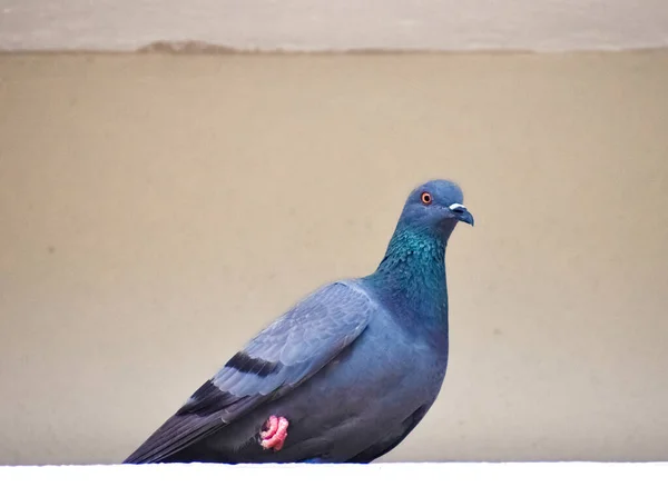 Pombo Sentado Espaço Bloco Parede — Fotografia de Stock