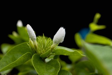 Mansoonlar sırasında çiçek açan mogra çiçeği (Jasminum sambac).