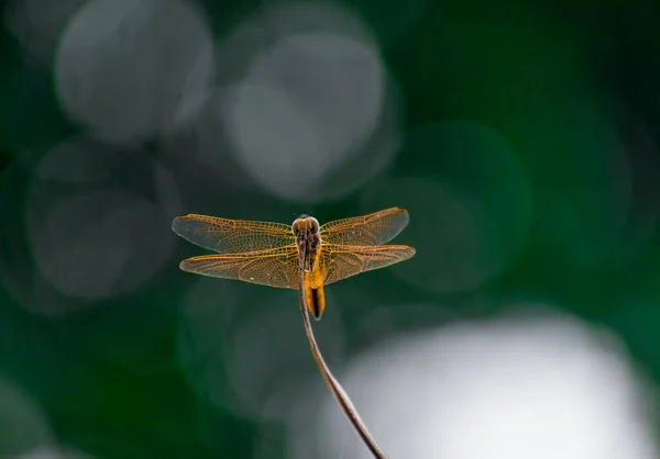 Dragonfly Wallpaper Having Selective Focus Sitting Thin Wood Tip — Stock Photo, Image