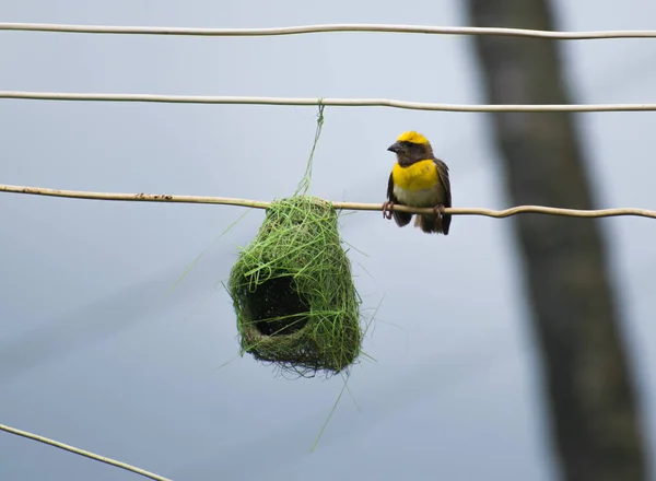 Pájaro Tejedor Baya Sentado Alambre Eléctrico Con Nido Colgando Debajo — Foto de Stock