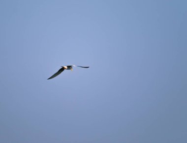 Nehir kabuğu gökyüzünde uçuyor