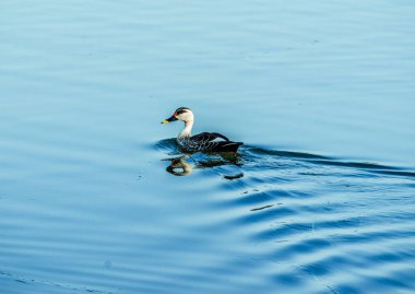 Hintli benekli ördek gölde özgürce yüzüyor..
