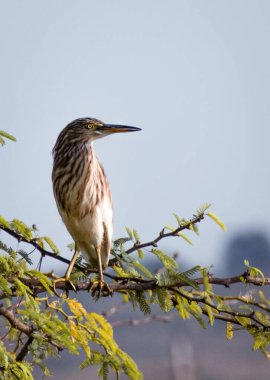 Hintli balıkçıl dalda oturuyor..