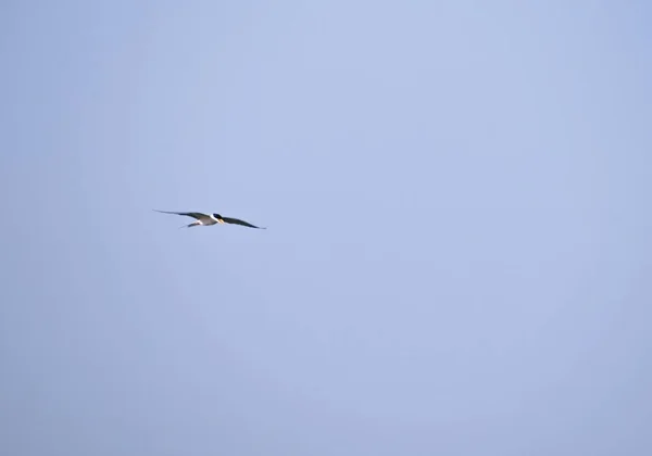 Rio Tern Voando Céu — Fotografia de Stock