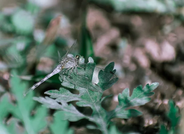 Libélula Verde Sentada Folha — Fotografia de Stock