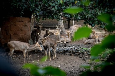Yaşam alanında duran Sika geyiği.