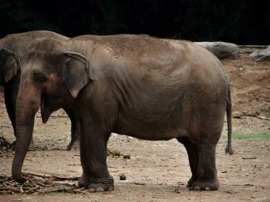 Arazide duran bebek Asya fili.