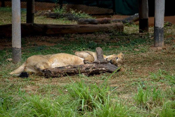 Eine Asiatische Löwin Liegt Auf Dem Boden Und Hält Einen — Stockfoto