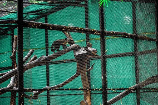 Cage Animale Dans Zoo Mysore Buit Avec Bois — Photo