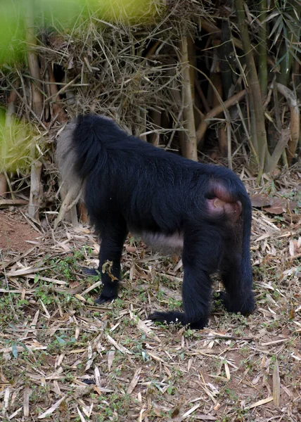 Leeuw Staart Makaak Achteraanzicht Staand Jungle — Stockfoto