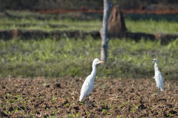 Cattle Egret Bird Walking Alone Field — Stock Photo, Image
