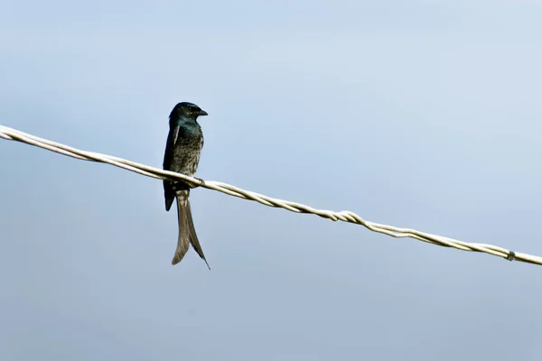 Brązowy Czarny Drongo Ptak Siedzący Kablu Elektrycznym — Zdjęcie stockowe